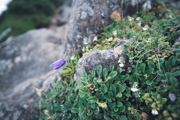 八ヶ岳に群生する高山植物チシマギキョウとチョウノスケソウ