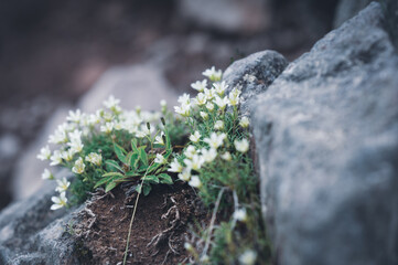 八ヶ岳に群生する高山植物