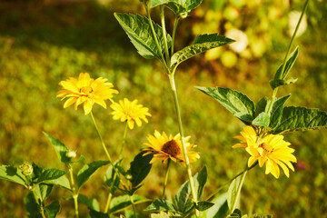 Słoneczniczek, skwarota, heliopsis, Heliopsis