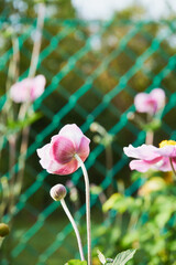  Zawilec japoński, Anemone scabiosa H.Lév. & Vaniot © Marcin Łazarczyk
