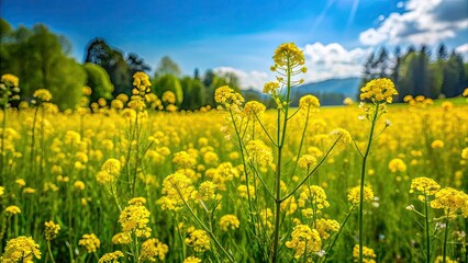 Obraz premium Vibrant yellow mustard blooms sway gently amidst a lush green meadow, surrounded by delicate wildflowers and a few stray weeds on a sunny afternoon.