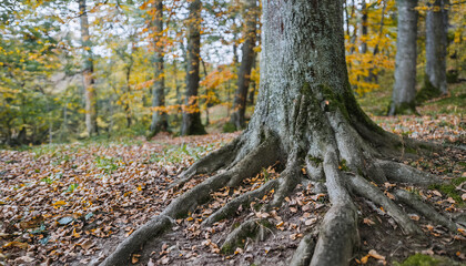 Roots of huge trees in forest at morning time. Autumn season. Beautiful nature.