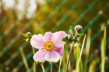  Zawilec japoński, Anemone scabiosa H.Lév. & Vaniot © Marcin Łazarczyk