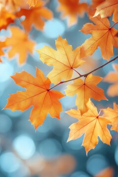 Autumn leaves on a golden blurred background