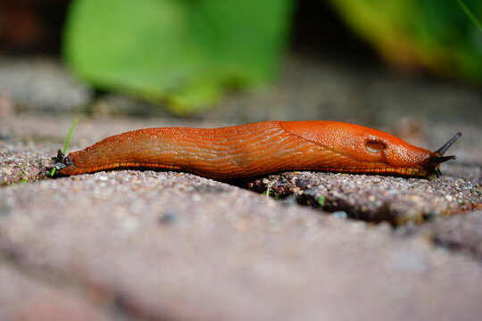 Red slug, Arion rufus, along the way. It is also known as the large red slug and chocolate arion. Germany, Europe.