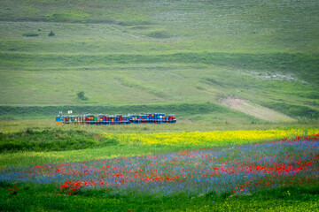 Arnie  a Castelluccio di Norcia