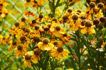  Dzielżan jesienny, Helenium autumnale L. © Marcin Łazarczyk