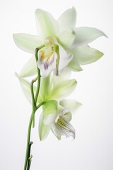 Fototapeta premium Delicate white orchid with green buds on white background