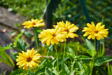 Słoneczniczek, skwarota, heliopsis, Heliopsis © Marcin Łazarczyk