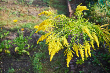 Nawłoć, Solidago L. © Marcin Łazarczyk