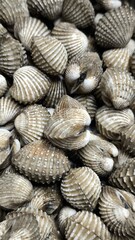 Fresh cockles ready to cook. Seafood. For background.