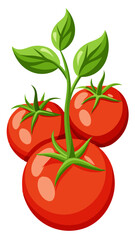 tomato vector, illustration of tomato isolated on white background
