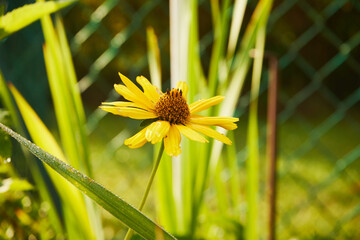 Słoneczniczek, skwarota, heliopsis, Heliopsis © Marcin Łazarczyk