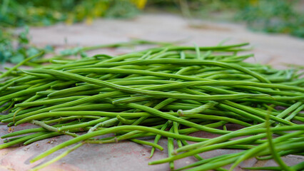 Moringa commonly known as Drumstick tree or malunggay. Bunch of raw drumsticks on the ground. Green unripe moringa fruits for medicine or daily cooking