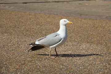 closeup of a seagull walking on the street