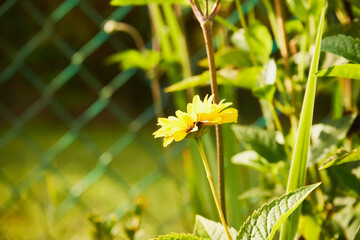 Słoneczniczek, skwarota, heliopsis, Heliopsis © Marcin Łazarczyk