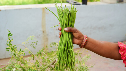 A bunch of raw, green Moringa pod (drumsticks or malunggay) on the ground, known for their use in cooking and herbal medicine, rich in nutrients and popular in traditional dishes. Miracle tree