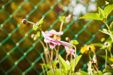  Zawilec japoński, Anemone scabiosa H.Lév. & Vaniot © Marcin Łazarczyk