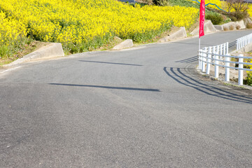 道沿いの菜の花畑