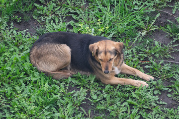 Stray dog, Balti, Republic of Moldova, 2023-04-17