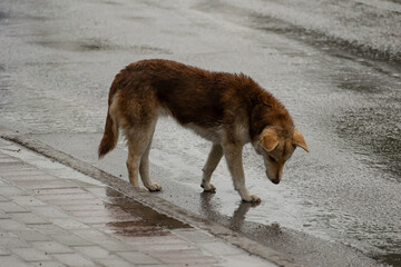 Stray dog, Balti, Republic of Moldova, 2024-04-06