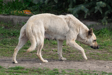 Fototapeta premium Stray mother dog, Balti, Republic of Moldova, 2024-04-07