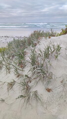 Coastal landscape of the Kangaroo Island