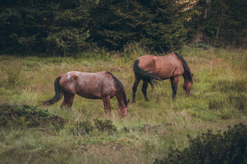 Obraz premium herd of horses in the woods