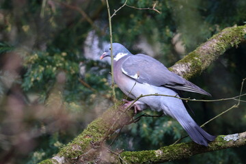 wood pigeon