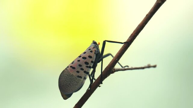 close-up of Spotted lanternfly (Lycorma delicatula) on a twig