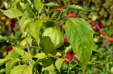 Phisalis philadelphica, Phisalis