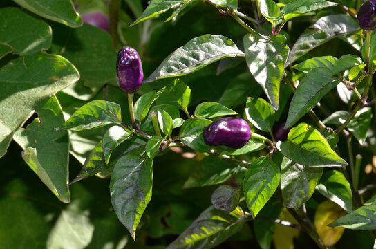 Capsicum annum 'Chinese Pive Colors' , Piment fort