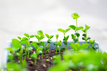 大豆の芽が出る