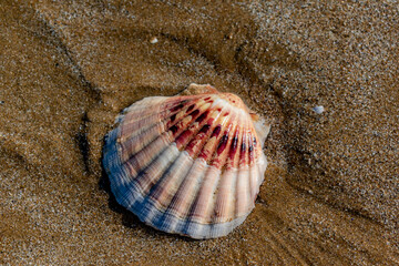 Shells on the beach when the sea has withdrawn, Brittany, france