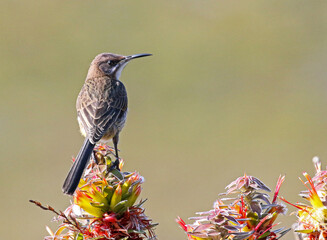 Female sugarbird perched on a protea