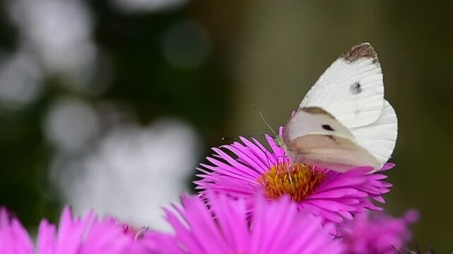 White cabbage butterfly  on blooming pink aster flowers drinking nectar