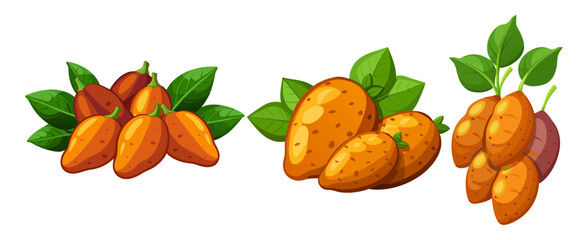 Sweet Potato vector, illustration of Sweet Potato isolated on white background
