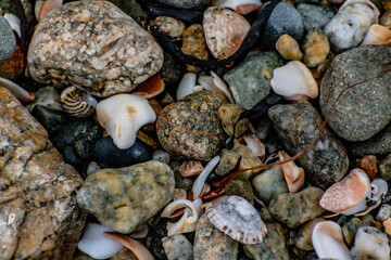 Shells on the beach when the sea has withdrawn, Brittany, france