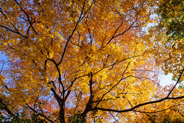 Fototapeta premium Autumn forest background. Vibrant color tree, yellow orange green foliage in Kyoto. Nature change scene. Blue sky sunny day weather. Maple tree.