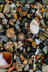 Shells on the beach when the sea has withdrawn, Brittany, france