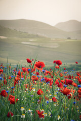 Papaveri Castelluccio di Norcia