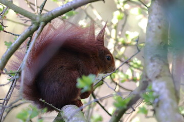 red squirrel