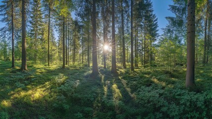 Obraz premium Sunlight Filtering Through Trees in a Forest