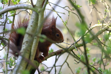 red squirrel