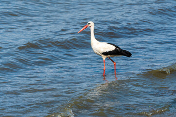 Graceful Hunting: White Stork Bird in Lake Water on Holiday - Summertime Vibes. Ciconia Ciconia