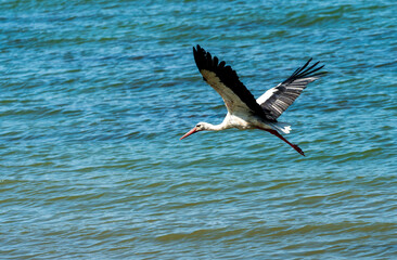 White Stork in Flight: A Summer Journey Over the Lake, Symbol of Freedom - Ciconia ciconia. Going Home.