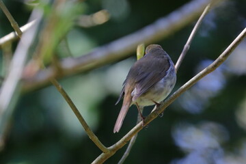 garden bird