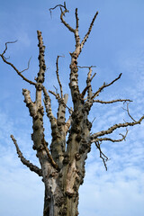 Dry lonely large tree without leaves with old bark on the background of the blue sky. Natural landscape