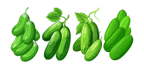 cucumber vector, illustration of cucumber isolated on white background