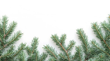 Obraz premium Christmas pine branches, evergreen sprigs, pure white background, copy space for text, festive border, green fir twigs, panoramic composition, minimalist holiday design.